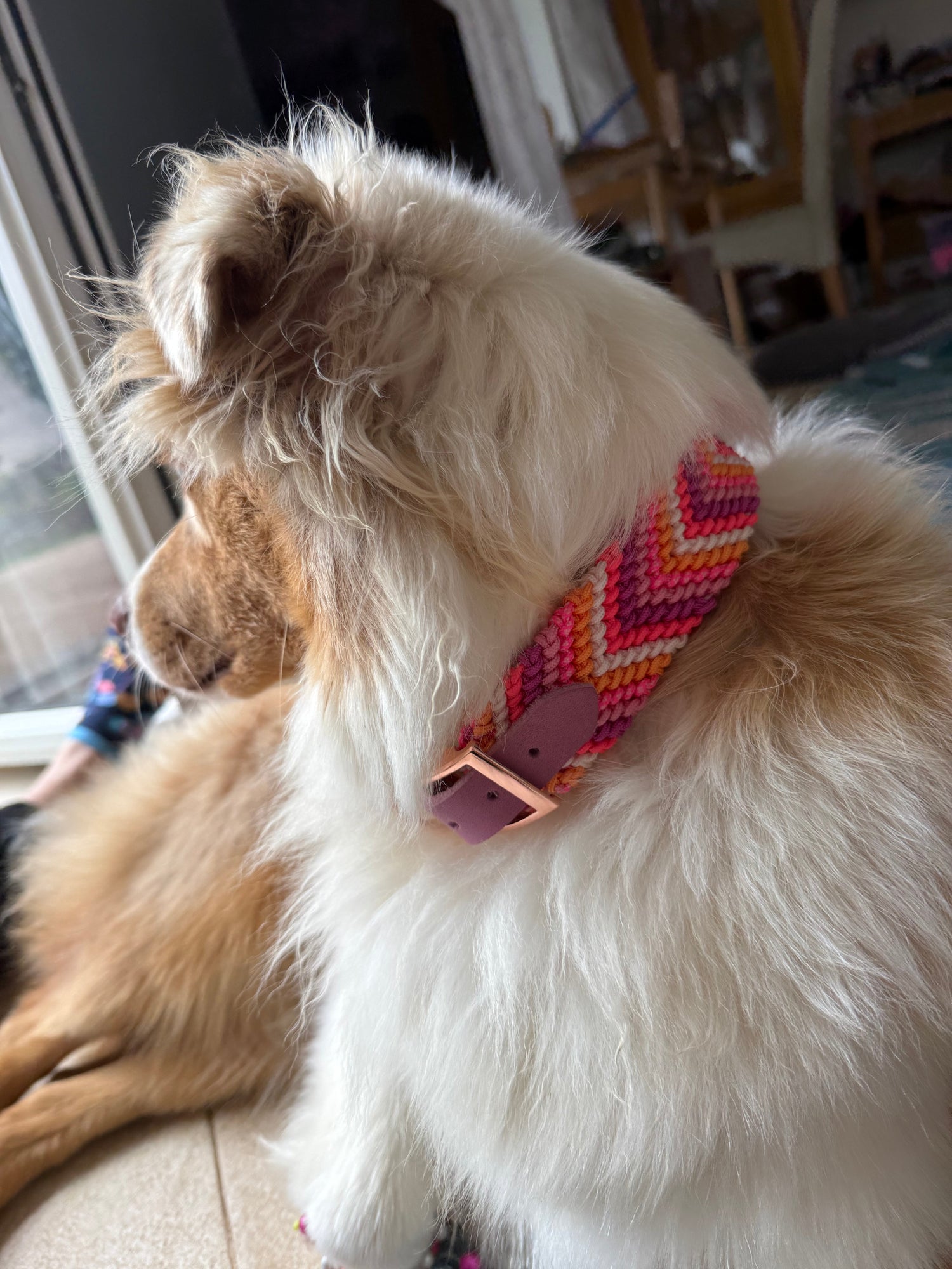 Hund Rosie mit Halband im Chevron-Muster