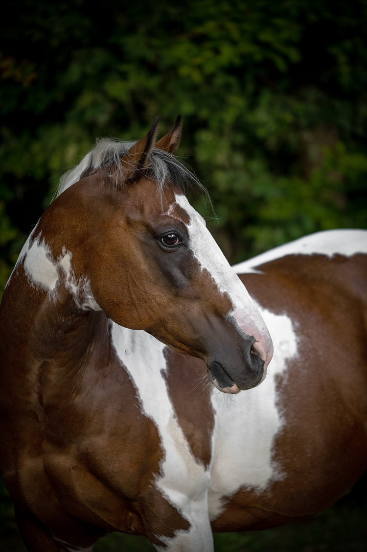 Pferd